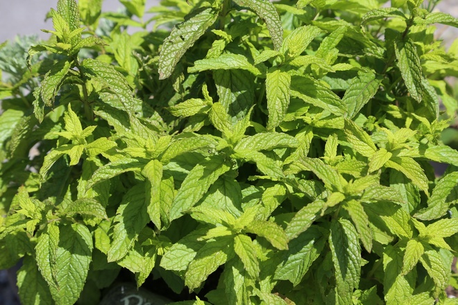 Kräuterweg "Probiar Amol" - Gerhard Blaas