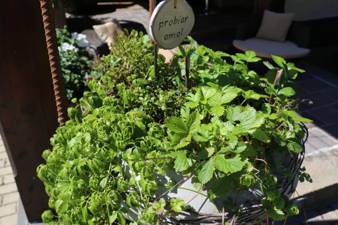 Kräuterweg &quot;Probiar Amol&quot; - Pension Tirolerhof