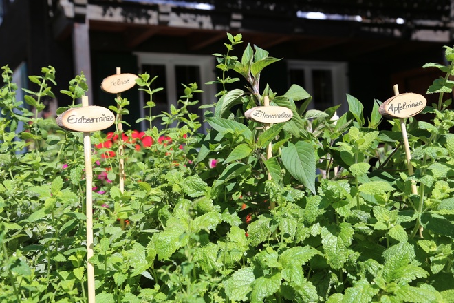 Kräuterweg "Probiar Amol" - Apart Alte Post