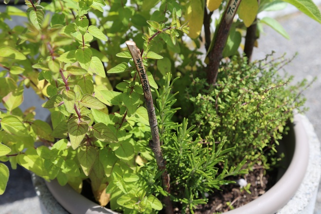 Kräuterweg "Probiar Amol" - Sport Stöckl