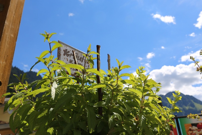 Kräuterweg "Probiar Amol" - Sport Stöckl