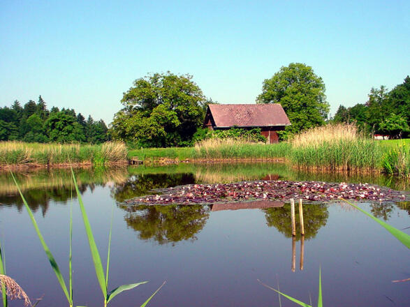 Weiher Koo – ein Biotop mit Geschichte