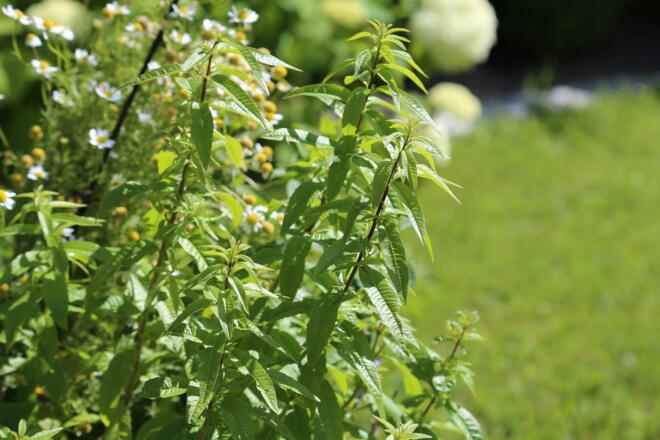 Kräuterweg "Probiar Amol" - Haus Surava