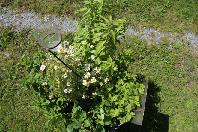 Kräuterweg "Probiar Amol" - Haus Surava