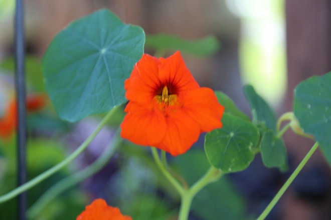 Kräuterweg "Probiar Amol" - Montafoner Schnitzstube