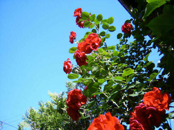 Die Rosenblüte in voller Pracht