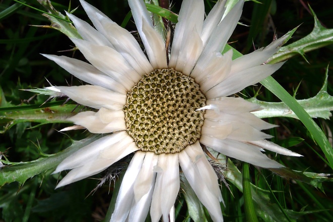 Silberdistel