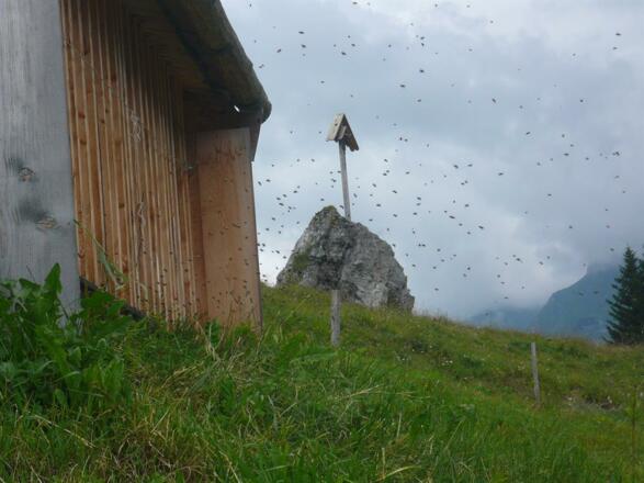 Bienenstand