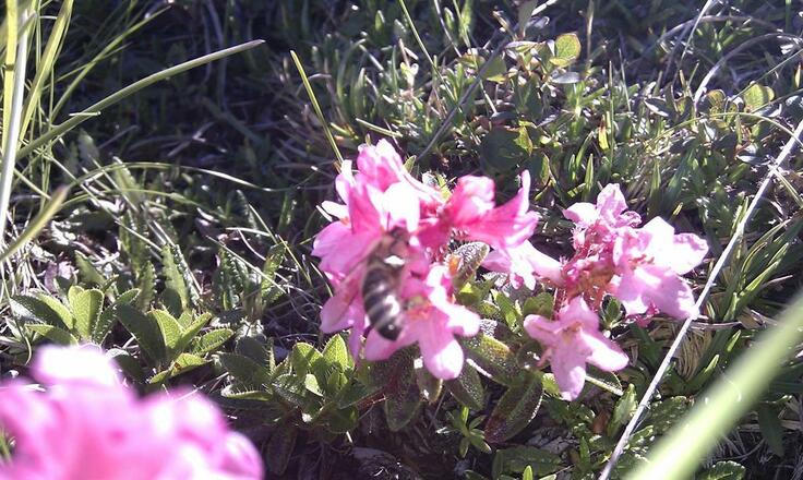 Alpenrose mit Biene