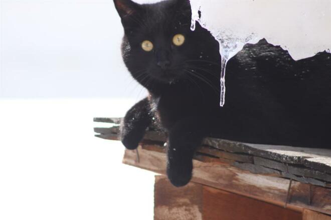 Katze