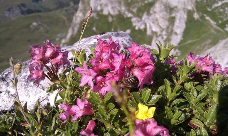 Alpenrose