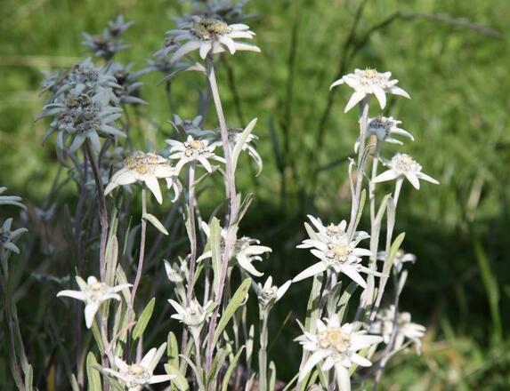 Edelweiss