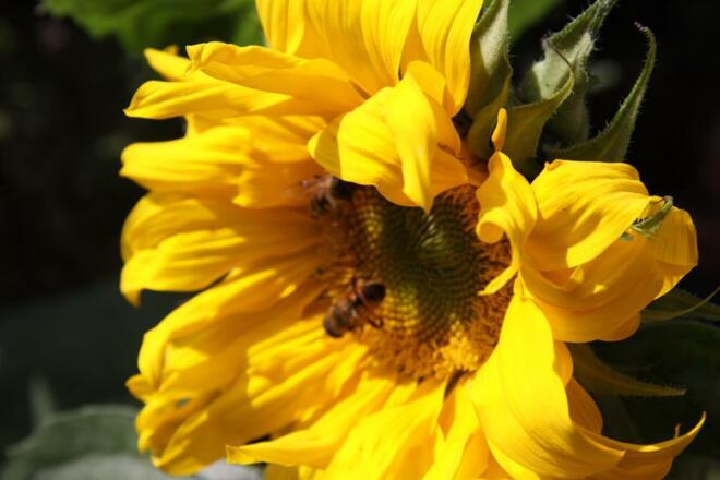 Sonnenblume