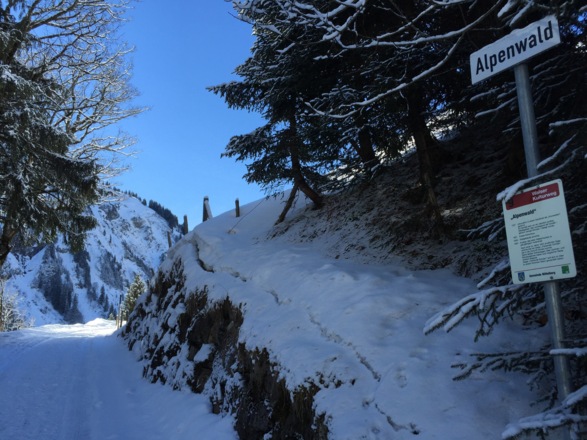 Alpenwald am Baader Höhenweg