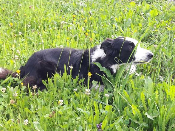 Unser Bordercollie Cindy