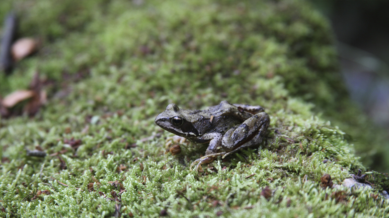 Pesenbachtal_Oberoesterreich-Tourismus-GmbH_Martin-Fickert (2)_web