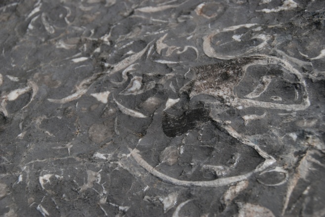 Megalodonten