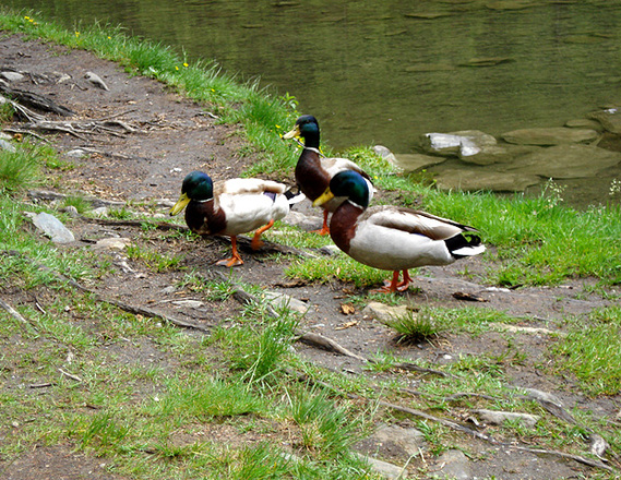 Enten am Hintersee