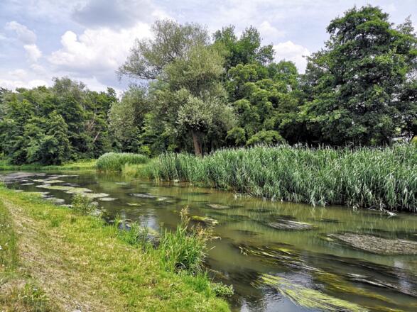 Die Abensauen