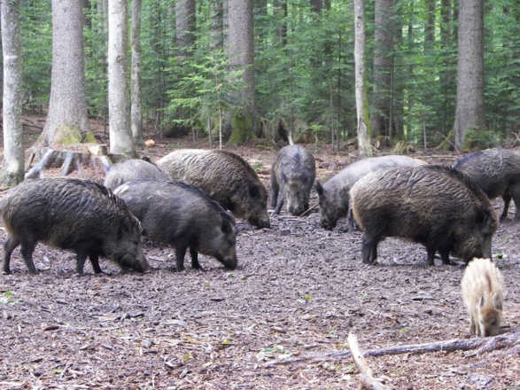 Wildschweine
