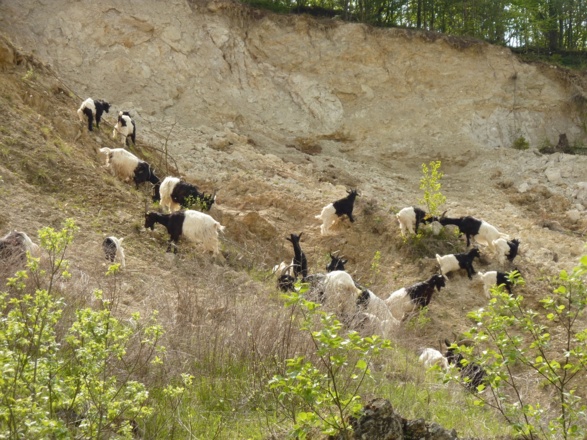 Ziegen als Landschaftspflegende auf dem Gelände des Geotops