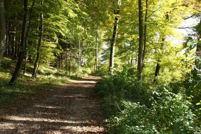 Waldweg zwischen Eresing und St. Ottilien