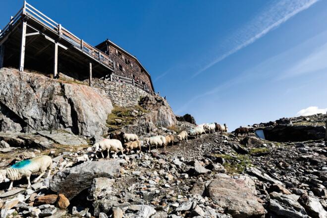 Schafübertrieb auf der Similaunhütte