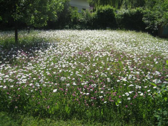 Blumenwiese am Weg