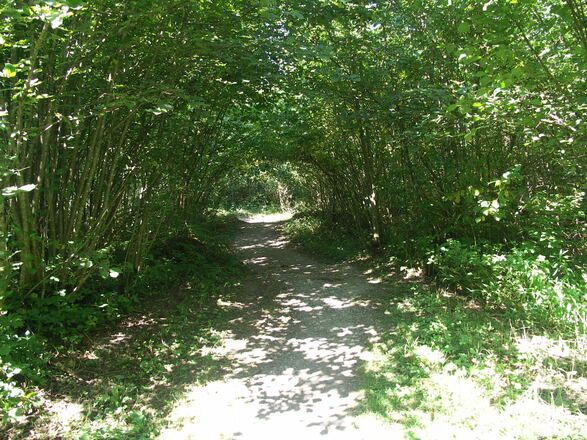 Idyllische Waldwege