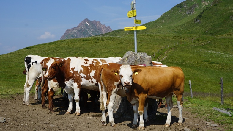 Kühe am Wegrand