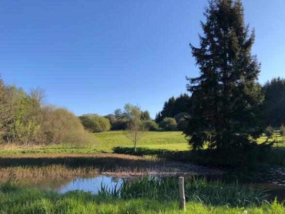 Teich vor Hermesgrün 2