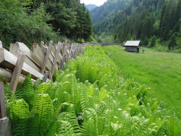 Pinzgauer Zaun auf dem Weg ins Hollersbachtal
