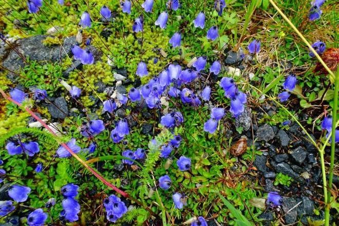 Blumen am Weg