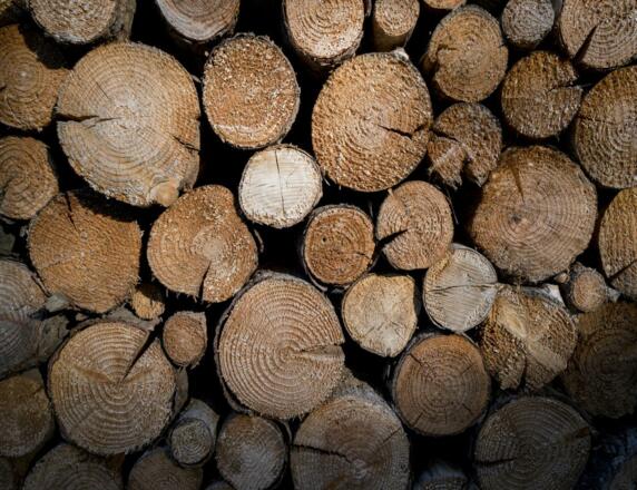 Holz