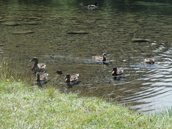 Zahlreiche Enten tummeln am Hintersee
