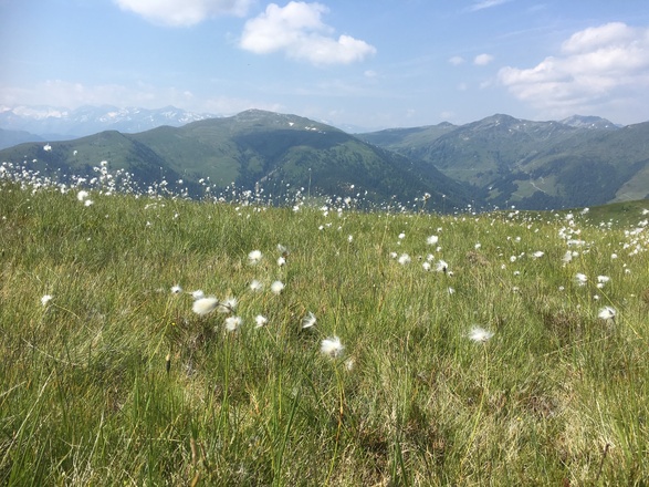 Wollgras im Almgebiet