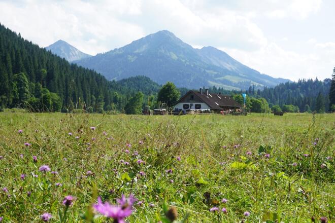 Bergwiese mit Blick auf die Kalbelehof Alpe