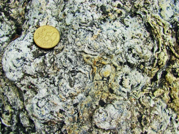 Fossilien (Stromatolithen)