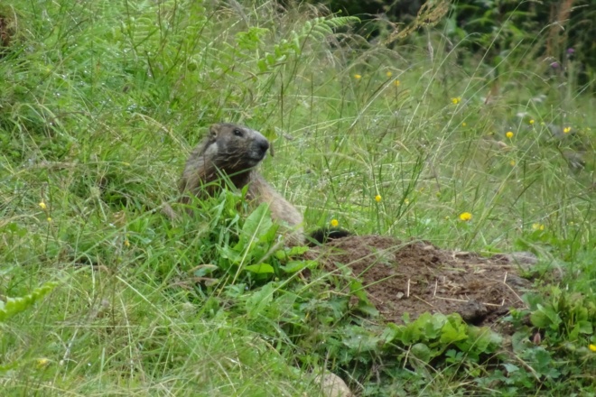 Manchmal kann man auch Murmeltiere entdecken