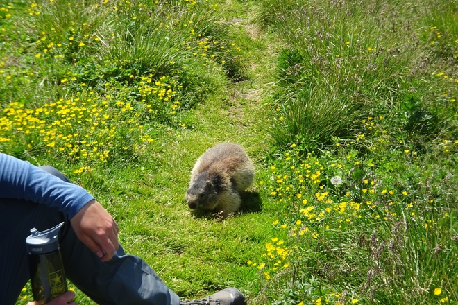 Manchmal sieht man auch Murmeltiere