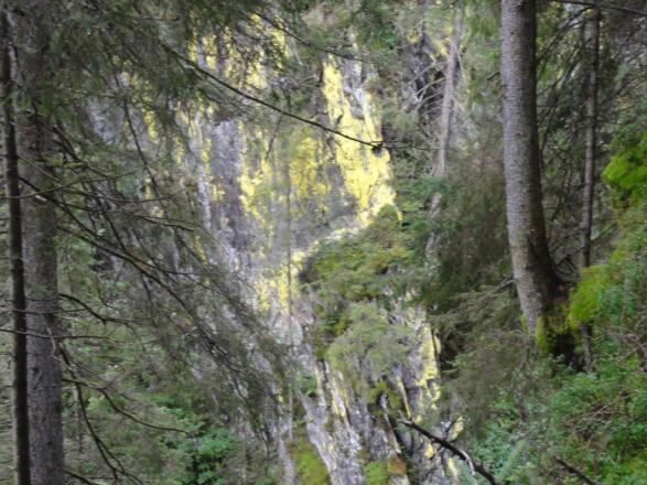 Leuchtflechten beim Wasserfall