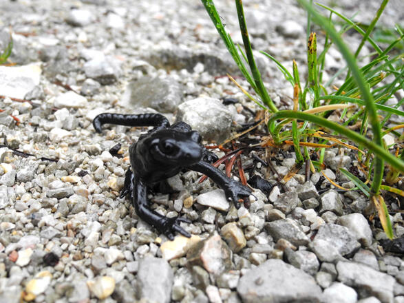 Alpensalamander © Nationalpark Kalkalpen