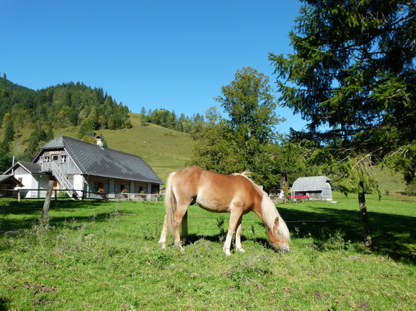 Auf der Laussabaueralm am Hengstpaß, Nationalpark Kalkalpen