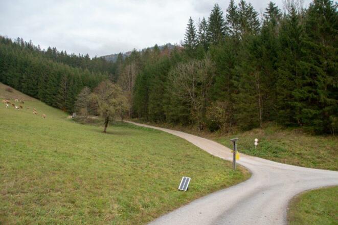 Blick vom Start links in den Wald