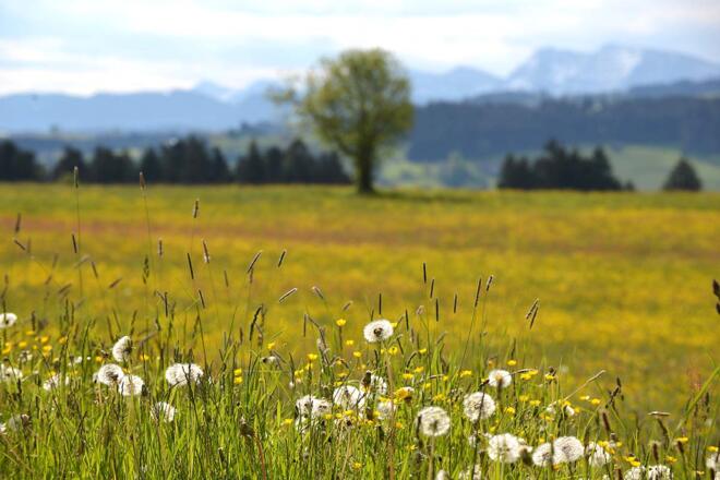 Ausblick zur Nagelfluhkette