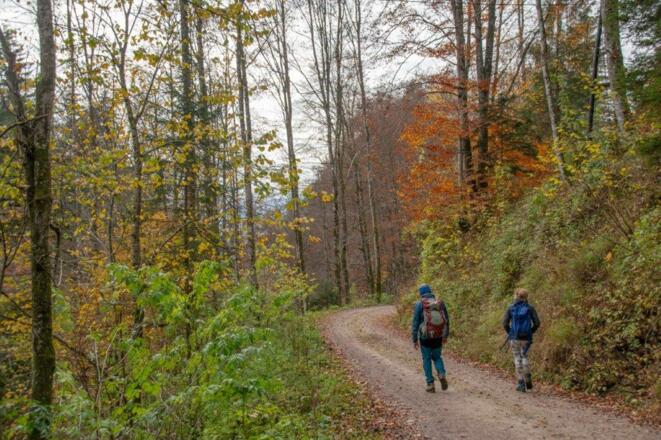 langer Weg auf Forststrassen