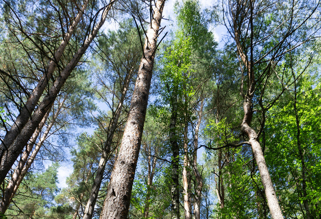 Muppberg | Neustadt bei Coburg