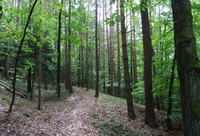 Muppberg | Neustadt bei Coburg