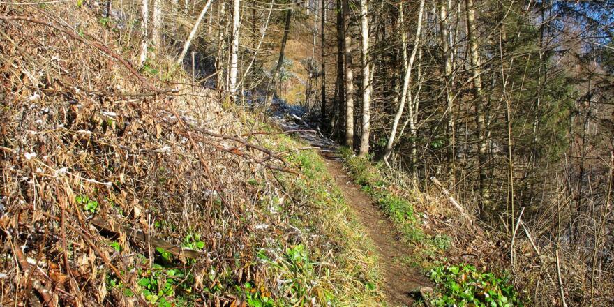 Ein schmaler Pfad führt durch den Wald hinauf und läßt so manchmal dem Blick freie Sicht ...