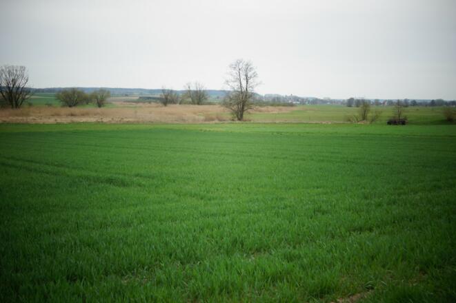 Auen der Großen Laaber